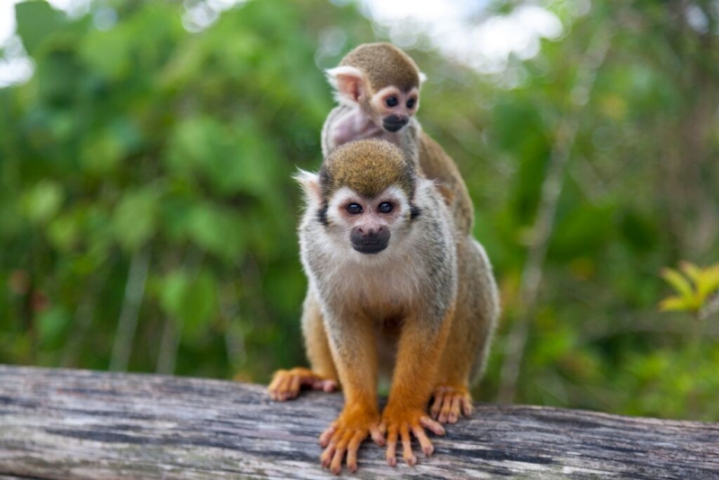 monkey tours punta cana