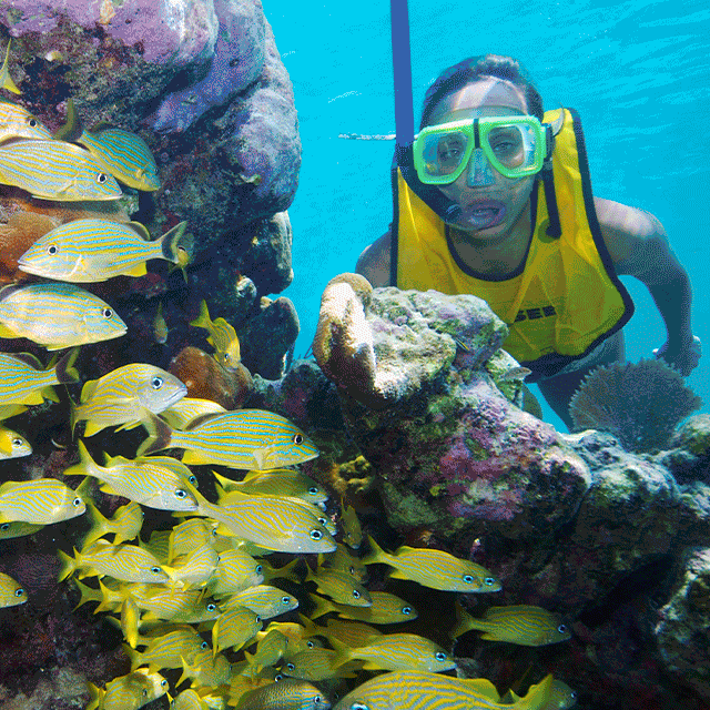 Snorkel Xpress Tour in Riviera Maya Palladium Travel Club